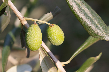 olivový, Zelená, Stredomorská, Príroda, strom, Olive branch, oelfrucht