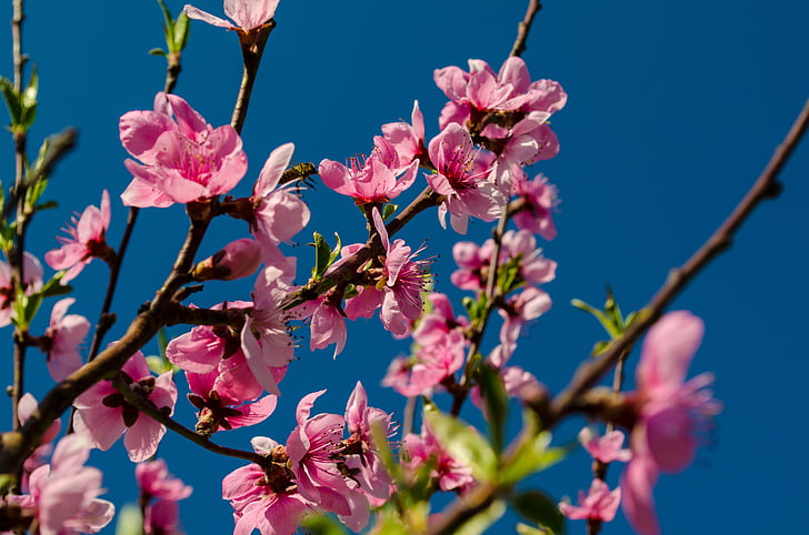 flowers, tree, nature, branch, pink, blossoming