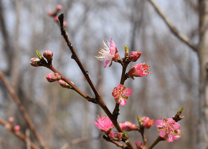 Peach blossom, Peach tree, Blossom, Hoa, nở hoa, mùa xuân, Thiên nhiên