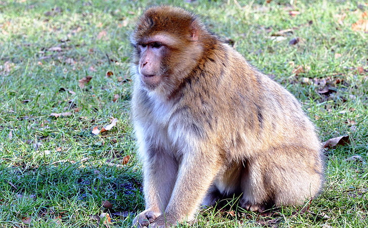 Barbary macaque, Monkey, Barbary, macaque, dyreliv, primas, ape
