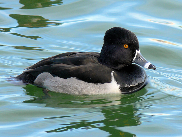ring-necked duck, birdwatching, duck, bird, close-up, avian
