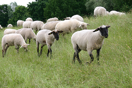 moutons, animal, bétail, Meadow, digue, troupeau de moutons, moutons au nez noirs