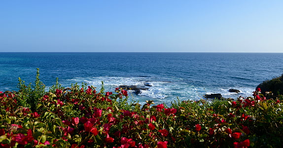 praia, oceano, mar, Costa, vista da costa, natureza, flor