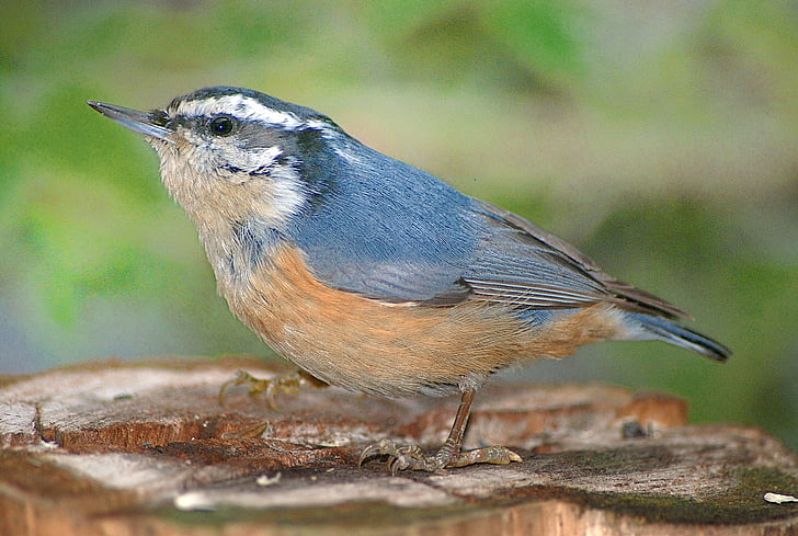 nuthatch, bird, wildlife, nature, natural, colorful
