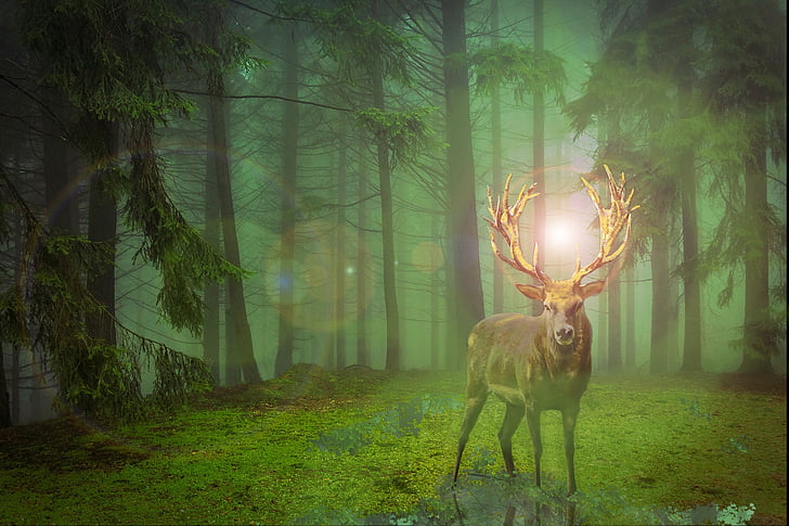 Hirsch, hutan, Mahkota, rusa Bera, liar, alam, pencahayaan