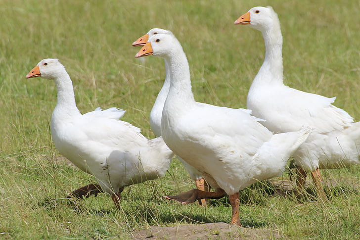 geese, domestic goose, white, goose, pet, animal, livestock