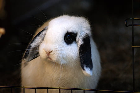kanin, bunny, søt, dyr, natur, dyreliv, hvit