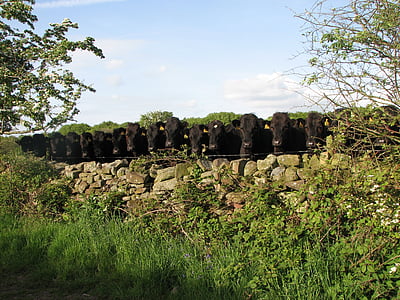 Kíváncsi, szarvasmarha, Cumbria, tehenek, kíváncsiság
