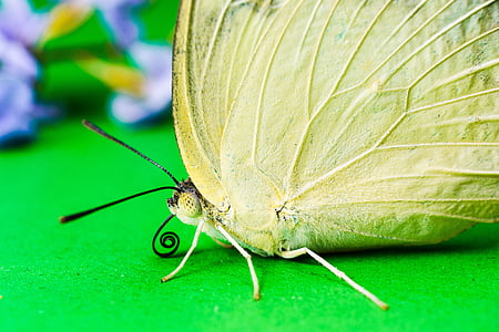 sommerfugl, insekt, Butterfly - insekt, natur, dyr, dyr vinge, Sommer
