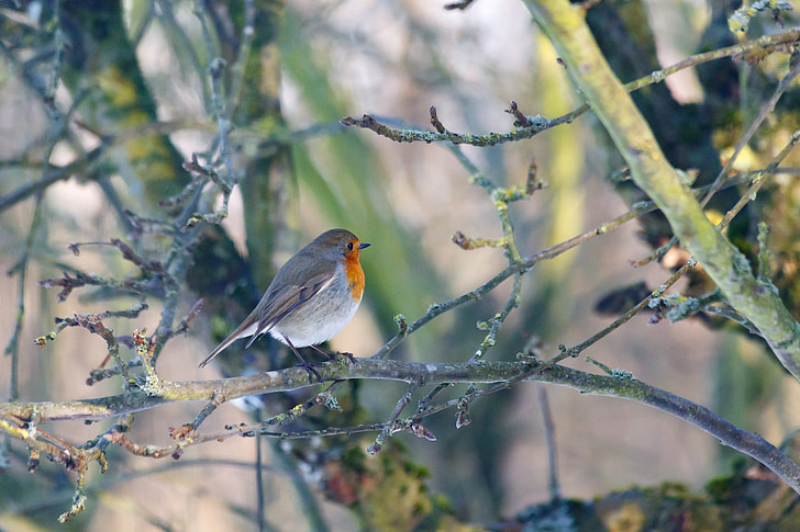 robins, bird, natural, expensive, have, denmark, spring