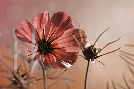 Cosmea, цветок, завод, Фото, травы, небо, Блоссом