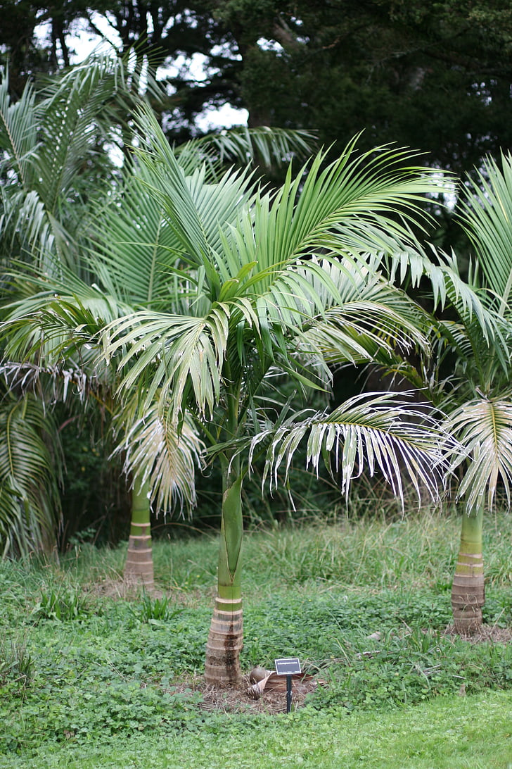 junge riesige Palmen, Archontophoenix maxima, endemisch in queensland, Botanischer Garten, Park, Kultur, Botanik