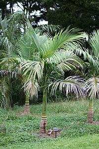 млади гигантски палми, archontophoenix maxima, ендемична в Куинсланд, ботаническа градина, парк, култура, ботаника