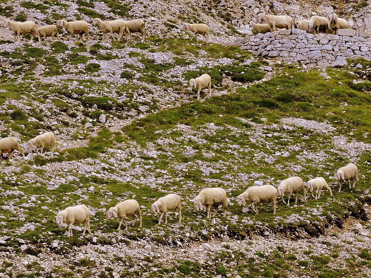群れ, 行, 草, 動物, 羊