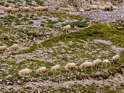 群れ, 行, 草, 動物, 羊