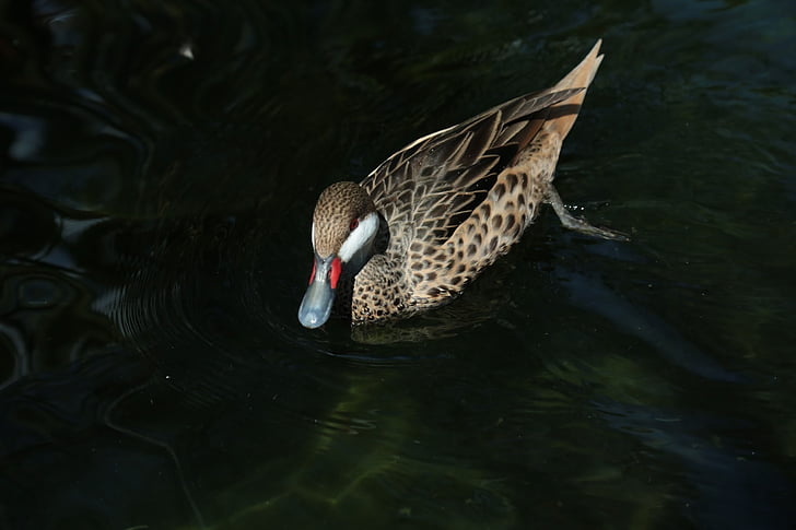 duck, float, alone, water, nature, bird, lake
