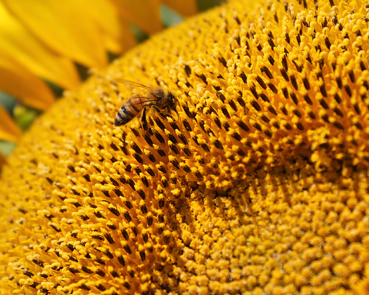 solros, blomma, honungsbinas, Bee, biodling, pollen, gul