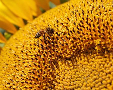 girasol, flor, abeja, abeja, apicultura, polen, amarillo