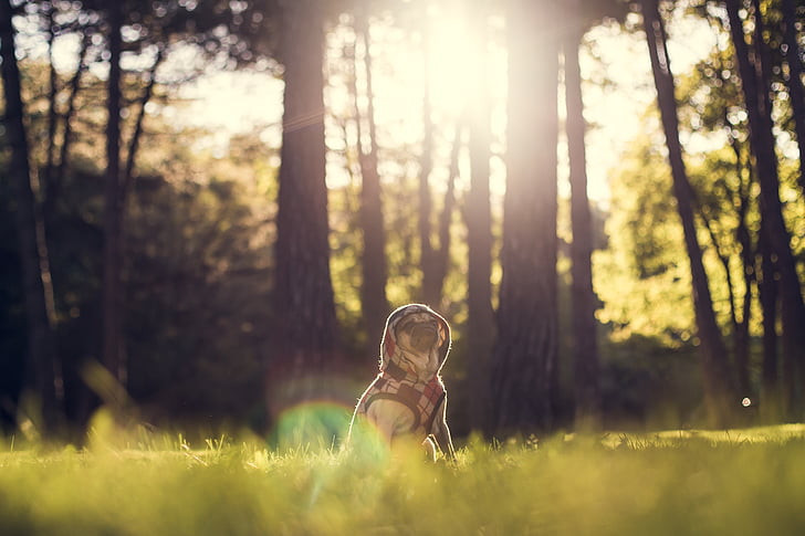pug, dog, outdoors, meadow, dressed, hooded, forest