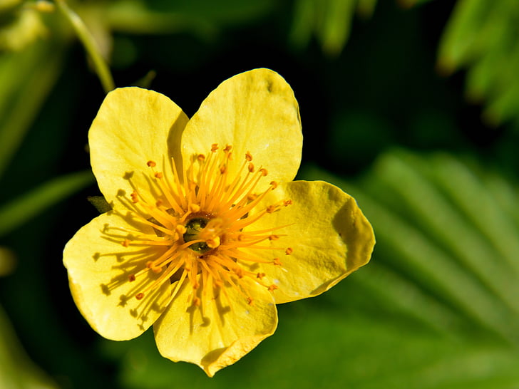 kukka, julkisesti, Luonto, keltainen kukka, Keltaiset kukat, kasvi, Bloom
