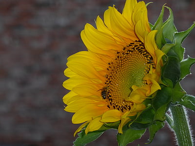 Sun flower, żółty, kwiat, Bloom, Latem, jasne, kwiat