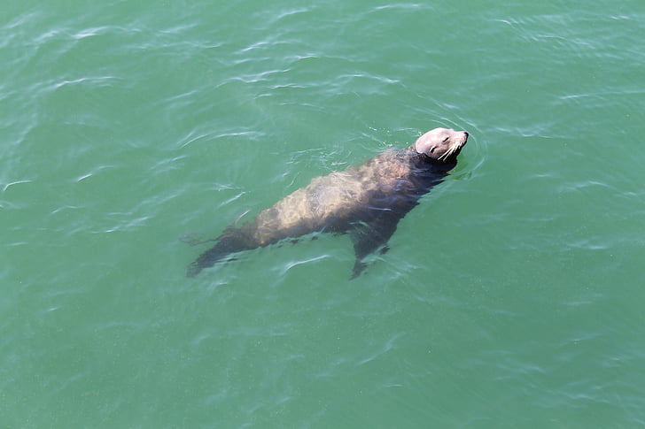 Seal, Oceaan, water, Newport beach