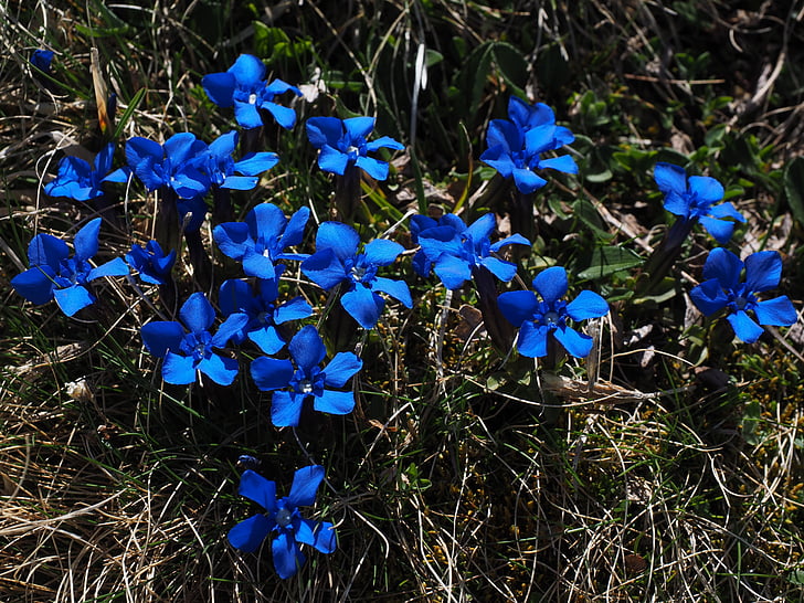 spring gentian, bueten, dark blue, blue, raindrop, gentian, flower