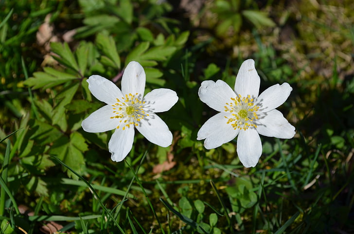 Вуд anemone, Актинии, два нарциссы вокруг, Весна, цветок весны., Весенние цветы, начале лета