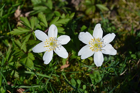 Valkovuokko, Anemones, kaksi narsissia ympäri, kevään, Kevät kukka, kevään kukat, alkukesästä
