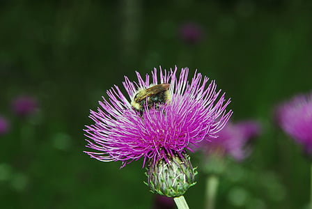 chardon, Bourdon, pollinisation