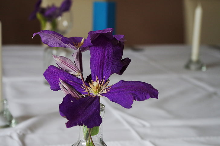 ήθη τραπέζι, λουλούδι, μωβ