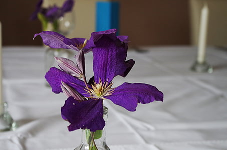 maniery przy stole, kwiat, fioletowy