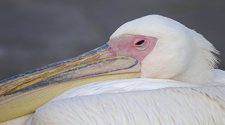 pelican, bird, greece, white, pink, feathers, animal
