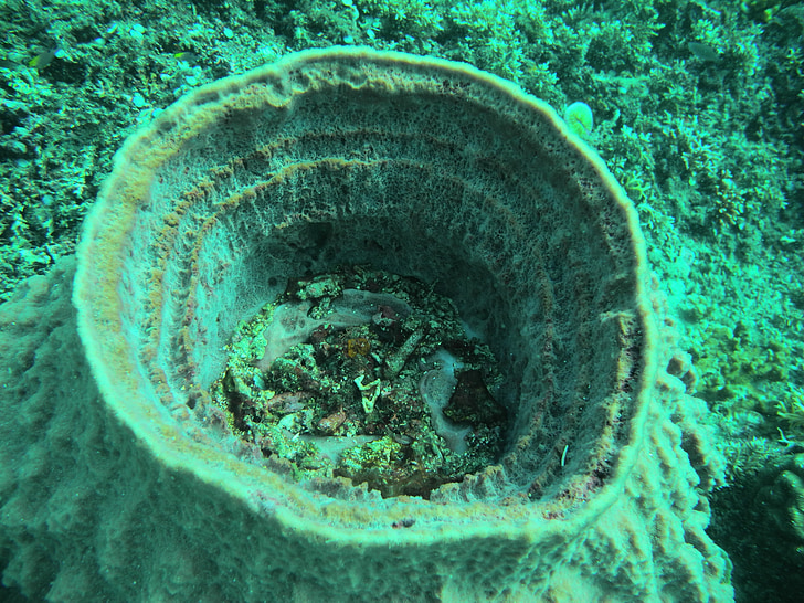 Reef, svamp, havet