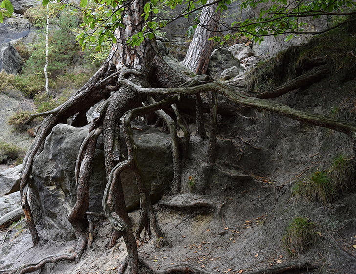 raíz, raíz del árbol, abedul, Parque Nacional, naturaleza, roca, montañas de arenisca del Elba