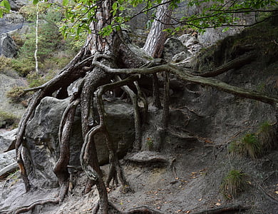 root, tree root, birch, national park, nature, rock, elbe sandstone mountains