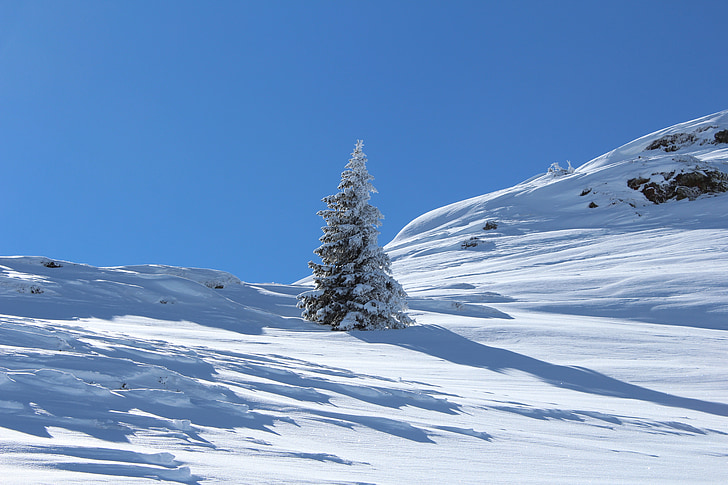 montafon, gaschurn, austria, tree, fir, snow, mountain