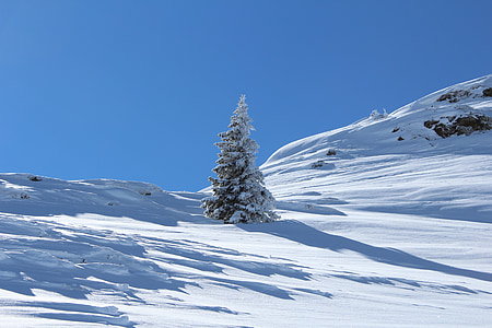 Montafon, Gaschurn, Österrike, träd, FIR, snö, Mountain