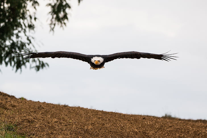 àguila calba, volar, en vol, enfocament, Haliaeetus leucocephalus, Adler, Raptor