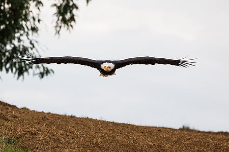 águila calva, volar, en vuelo, enfoque, Haliaeetus leucocephalus, Adler, Raptor