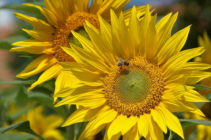 gira-sol, groc, la brillant, flor, l'estiu, abella, objectiu