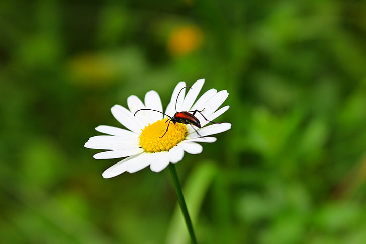chamomile, beetle, flower, summer, sunny, nature