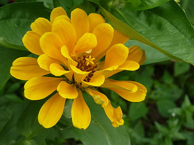λουλούδι, Κίτρινο, φύση, φυτό, floral, Κήπος, άνθιση