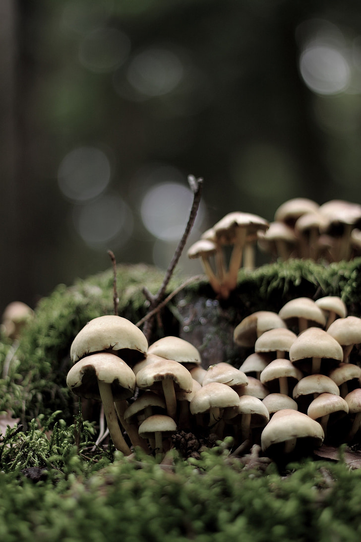 jamur, alam, hidup, jamur yang diambil, hutan, musim gugur, beracun