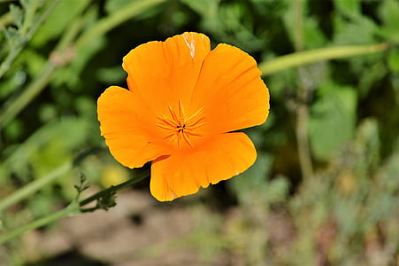 Poppy, gull poppy, eschscholzia californica, Søvnig, valmue blomster, lyse, Blossom