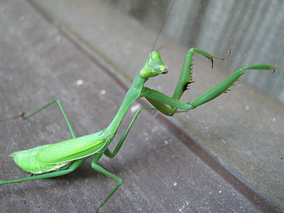 praying mantis, european mantis, mantodea, insect, mantis, animal, antenna