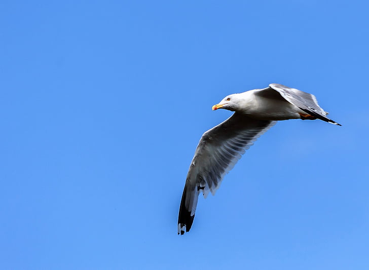 seagull, sky, fly, bird, coast, bill, beach
