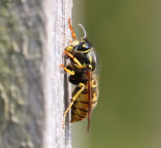 wasp, nest building, yellow, black, macro, insect, nature