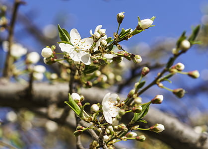 gėlės, vyšnia, pavasarį, Gamta, žydinčios japoniškos sakuros, baltos gėlės, žydėti