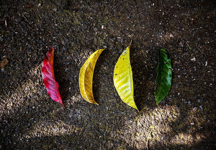save, leaves, green, ecology, ecosystem, earth, outdoor